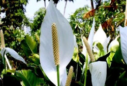 一帆风顺花养护记从枯黄到繁茂的旅程