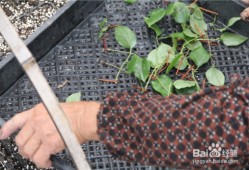 一位园丁的铁线莲扦插日记