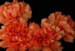 一盆康乃馨的思念与新生