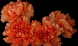 一盆康乃馨的思念与新生