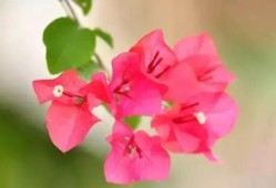 三角梅不开花愁坏新手，老街花匠三句话点破天机