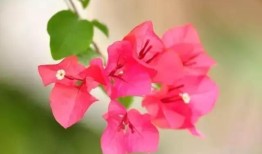 三角梅不开花愁坏新手，老街花匠三句话点破天机