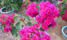 三角梅不开花别急看看老园丁咋整