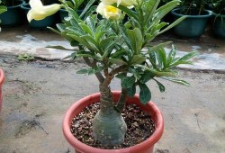 《阿婆的玫瑰与邻家爷爷的水壶》